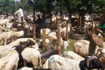 Tabaski 2017 : Peu d'affluence dans les marchés de bétail